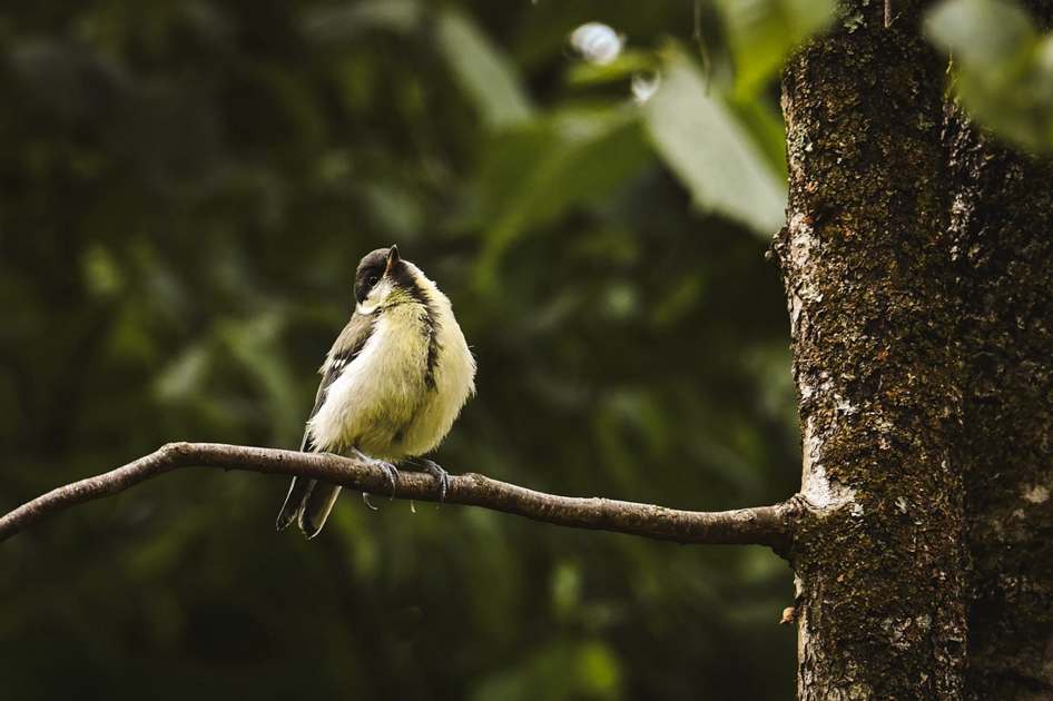 Falhas críticas no tema WordPress